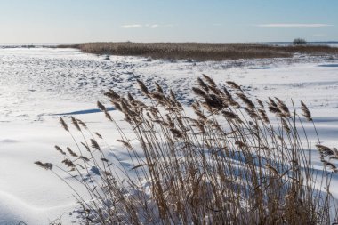 Kış mevsiminde bataklıkta sazlıklar
