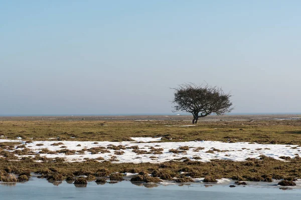 雪が融けて素晴らしい草原の一本の木 — ストック写真