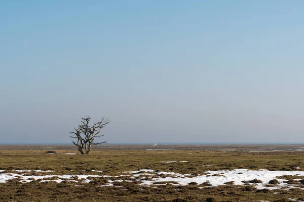 スウェーデンのオッテンビーによる自然保護区の素晴らしい平野の風景の中に一本の木 — ストック写真