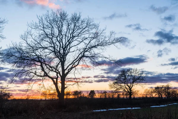 Silhouette Dell Albero Coloratissimo Tramonto Sull Isola Oland Svezia — Foto Stock