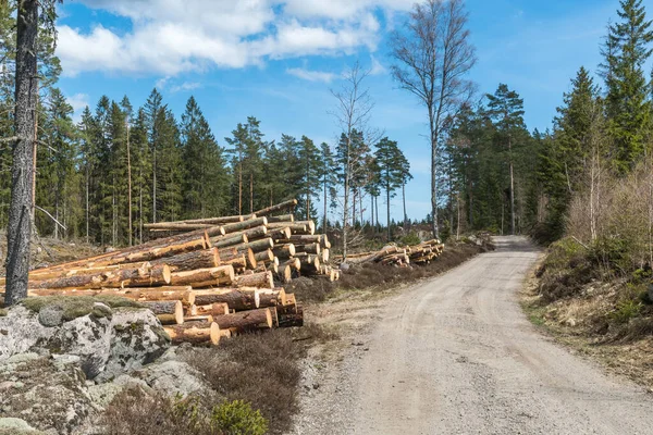 Winding Gravel Road Wood Piles Roadside — Stock Photo, Image