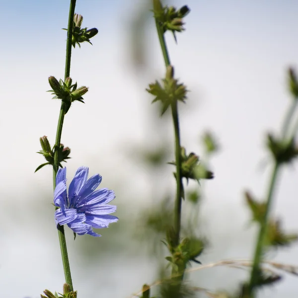 Achicoria flor primer plano — Foto de Stock