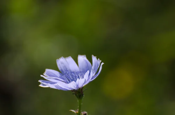 Cichorei bloem close-up portret — Stockfoto