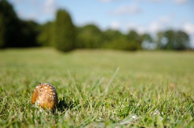 Benekli kahverengi mantar