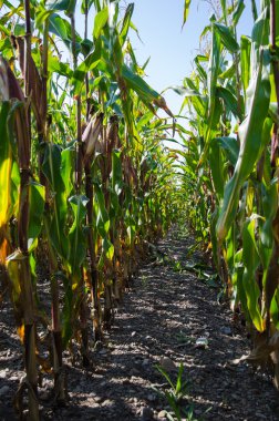 Mısır alan satırları