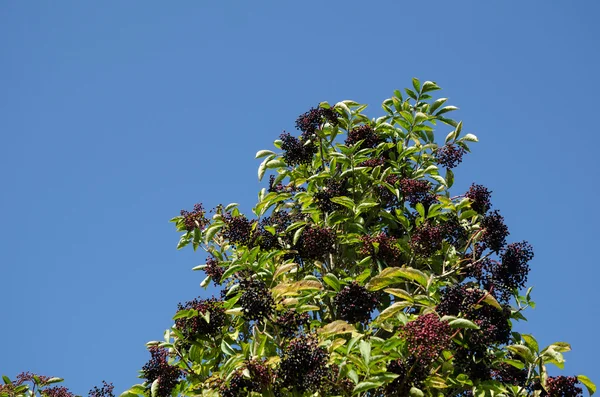 Cultivo de saúco en la parte superior de un arbusto —  Fotos de Stock