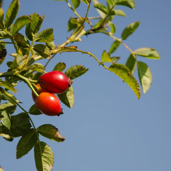 Rosehips at a branch — Stock Photo, Image
