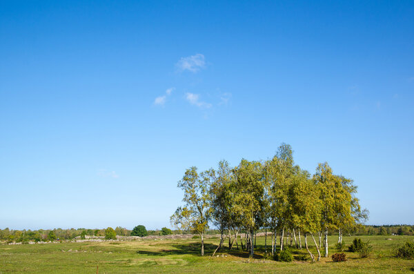 Birch trees gove at early autumn