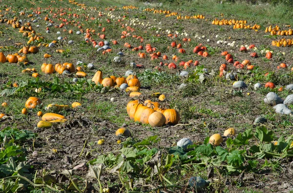 Kleurrijke Pompoenen overal — Stockfoto