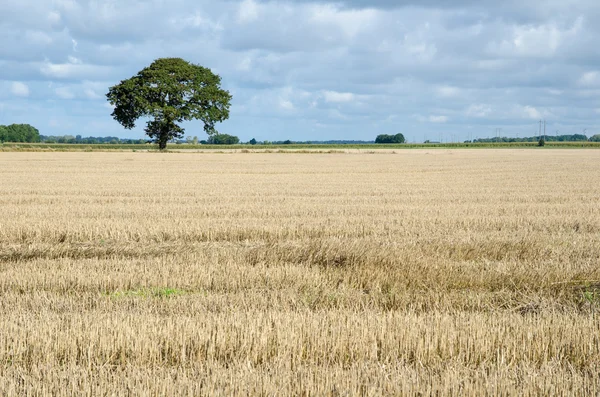 Stubble field with a lone tree — Stock Photo, Image