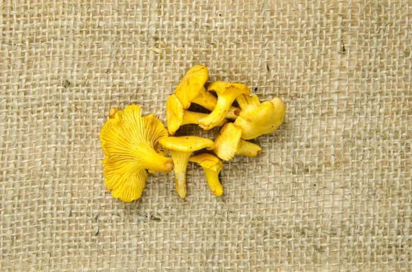 Golden chanterelle at rough surface — Stock Photo, Image