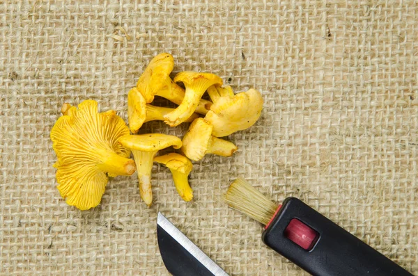 Chanterelle mushrooms with picking equipment — Stock Photo, Image