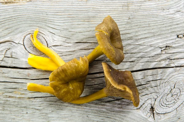 Fresh raw yellowfoot mushrooms — Stock Photo, Image