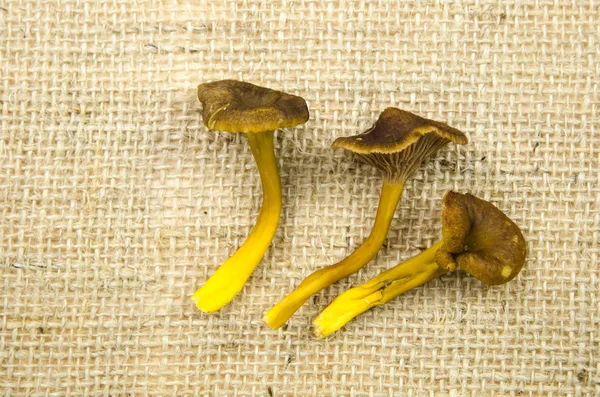 Bunch of harvested yellowfoot mushrooms — Stock Photo, Image