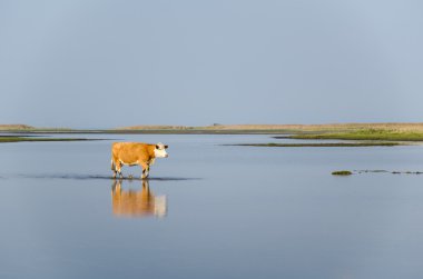 Sakin su ile yürüyen inek