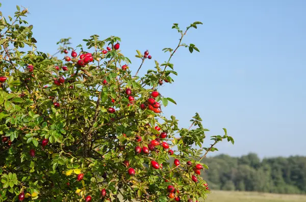 Hanche rose buisson — Photo