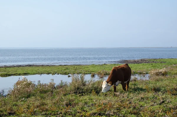 Grazing cow by the coast — Stock Photo, Image