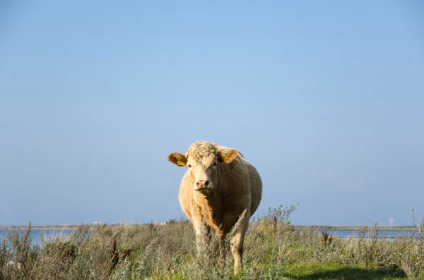 Vaca curiosa — Fotografia de Stock