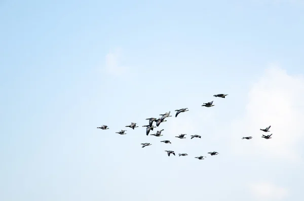 Geese formation — Stock Photo, Image