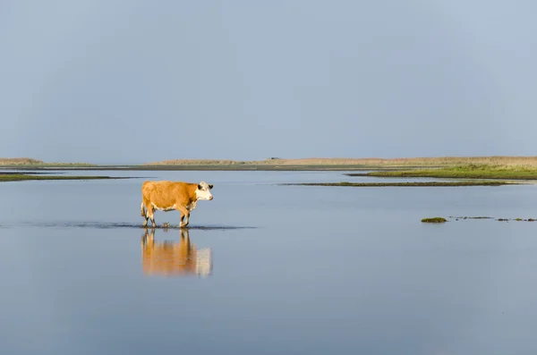 Спокійна вода з ходячою коровою — стокове фото