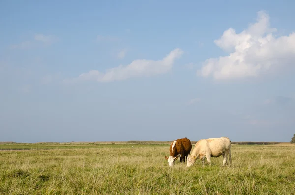 Идиллический вид на пастбище с выпасом коров — стоковое фото