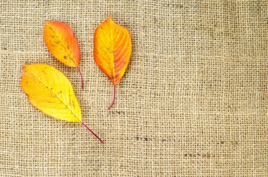 Çul, renkli yaprakları düşmek