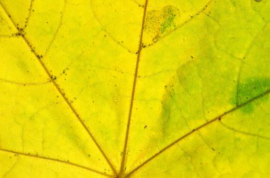 Akçaağaç yaprağı makro arka plan