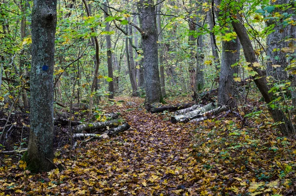 Walking trail in fall colors — Stock Photo, Image