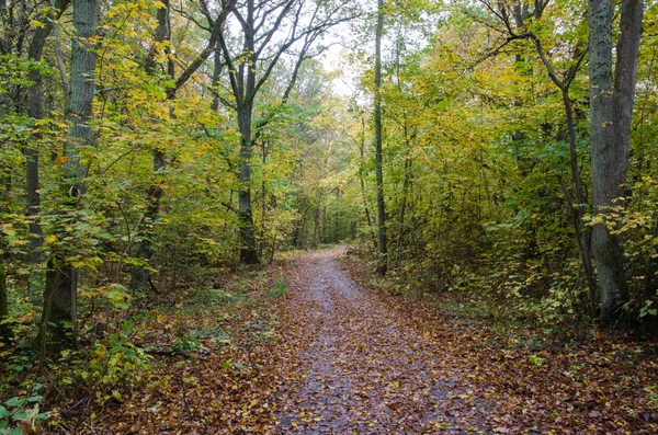 Paved footpath in autumn colors — Stock Photo, Image