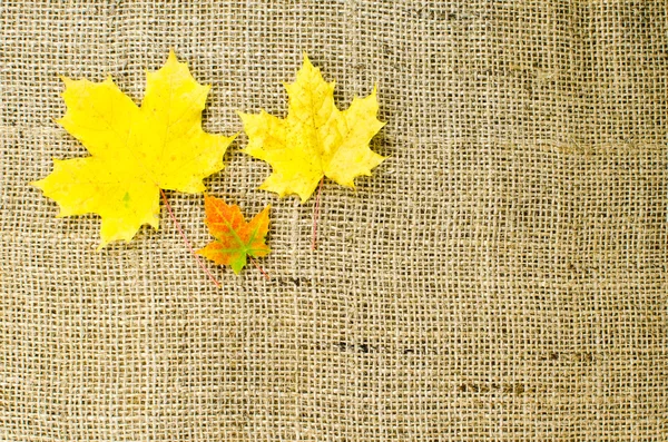 Colored maple leaves at burlap — Stock Photo, Image