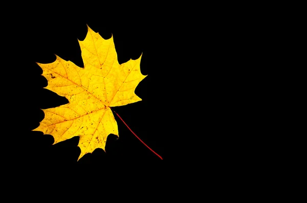 Yellow maple leaf — Stock Photo, Image