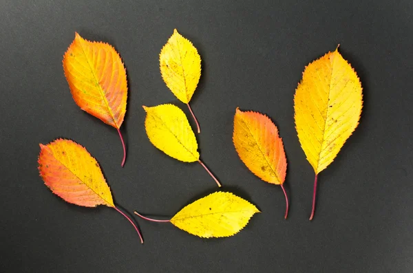 Hojas de otoño colorido — Foto de Stock