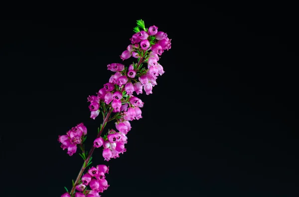 Heidekraut Blume Detail auf schwarzem Hintergrund — Stockfoto