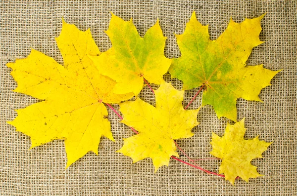 Yellow maple leaves at burlap — Stock Photo, Image