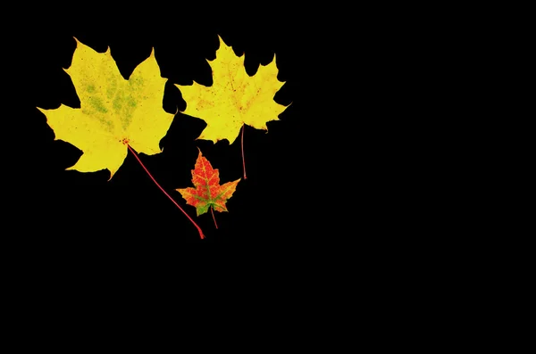 Yellow maple leaves at dark background — Stock Photo, Image