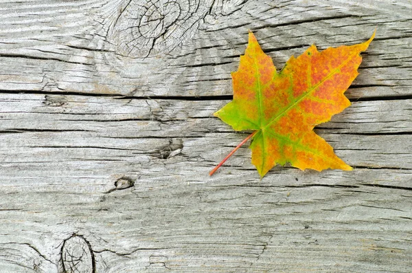 Single maple leaf at wooden surface — Stock Photo, Image
