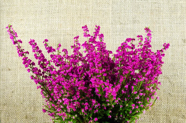 Heather plant close up — Stock Photo, Image