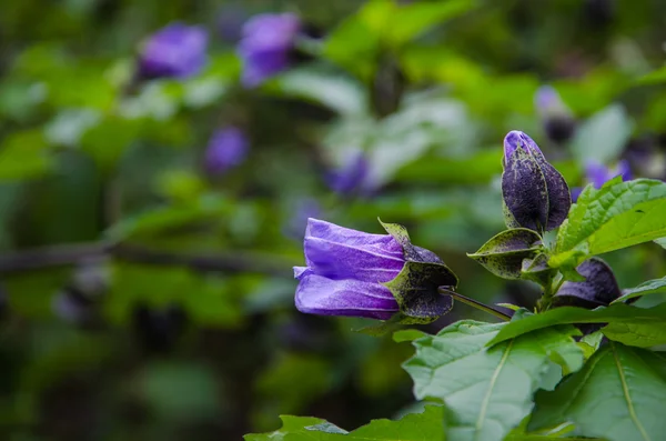 Blauwe physalis type bloem — Stockfoto