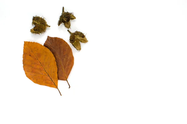 Podzimní barvy buk listy — Stock fotografie