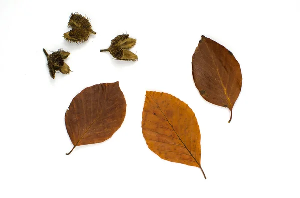 Beech autumn colors — Stock Photo, Image