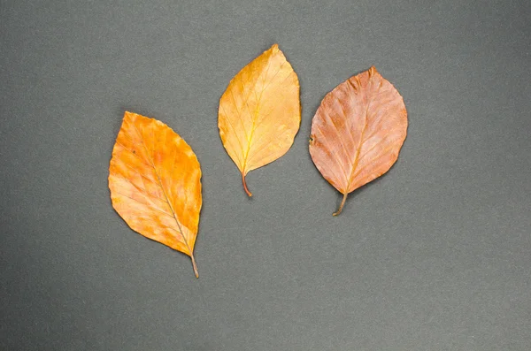 Autumn leaves at dark background — Stock Photo, Image