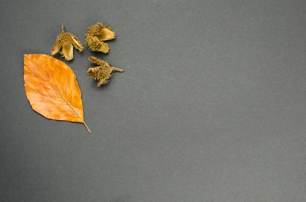 Fall decoration leaf and cones — Stock Photo, Image