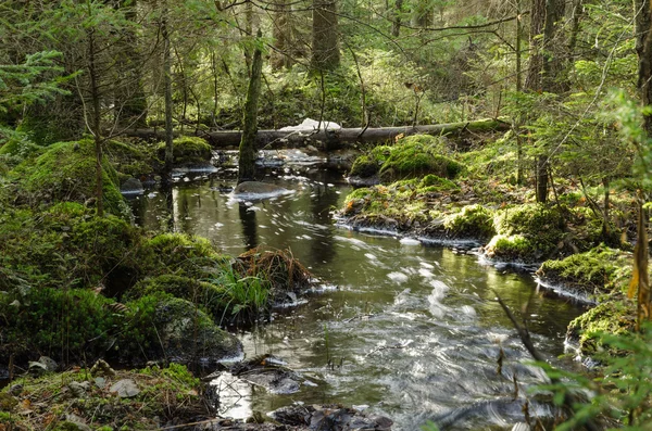 Córrego de fluxo em uma floresta musgosa — Fotografia de Stock