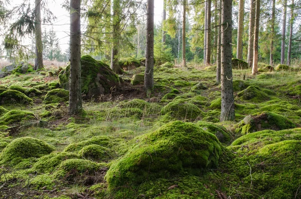 Foresta di conifere lucente e muscosa — Foto Stock