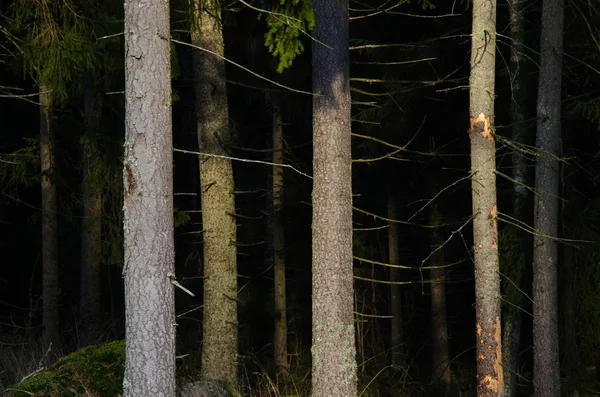 Korkunç Ladin orman — Stok fotoğraf