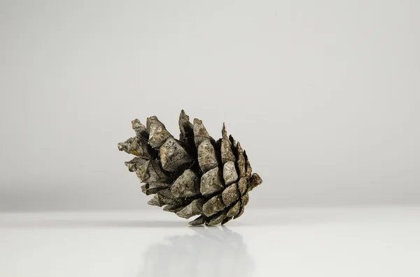 One pine tree cone at white background Stock Picture