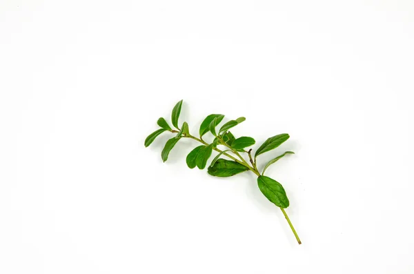 Lingonberry twig decoration — Stock Photo, Image