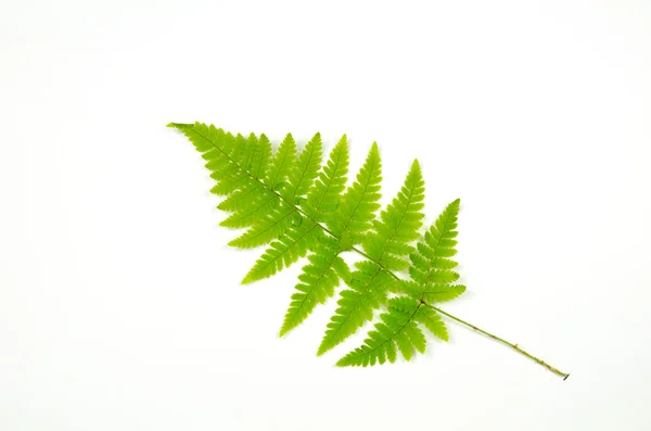녹색 고 사리 나뭇가지 — 스톡 사진