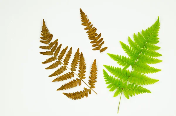 Fern details on white — Stock Photo, Image