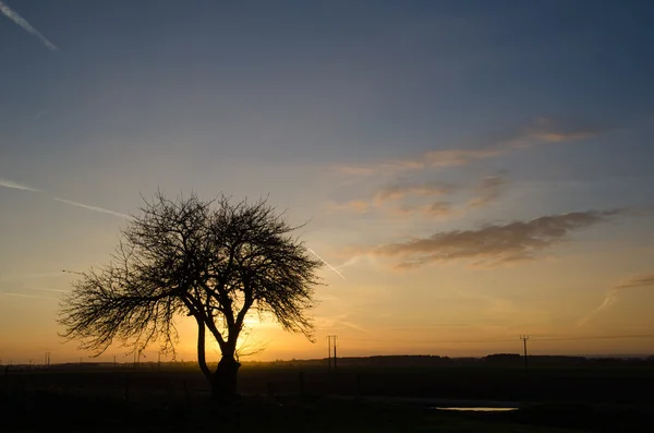 Nagie drzewo o zachodzie słońca — Zdjęcie stockowe